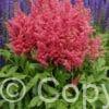 Astilbe Fireberry