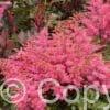Astilbe Freya