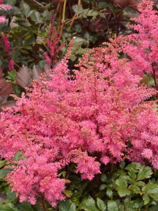 Astilbe  Freya