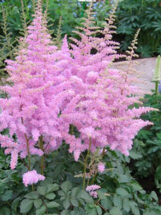 Astilbe  Heart and Soul