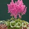 Astilbe Little Vision in Pink
