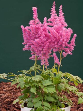 Astilbe Little Vision in Pink