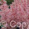 Astilbe Look At Me