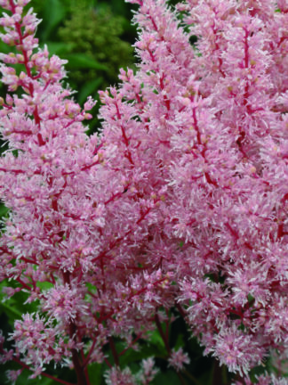 Astilbe  Look At Me