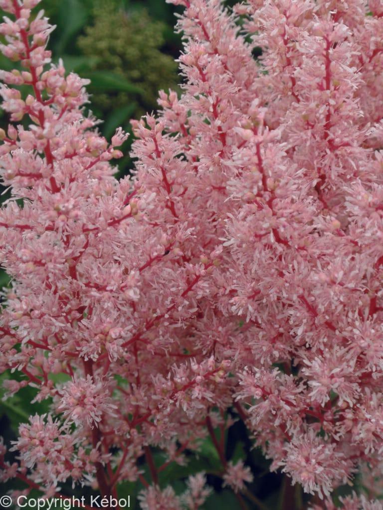 Astilbe Look At Me