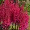 Astilbe Mighty Chocolate Cherry