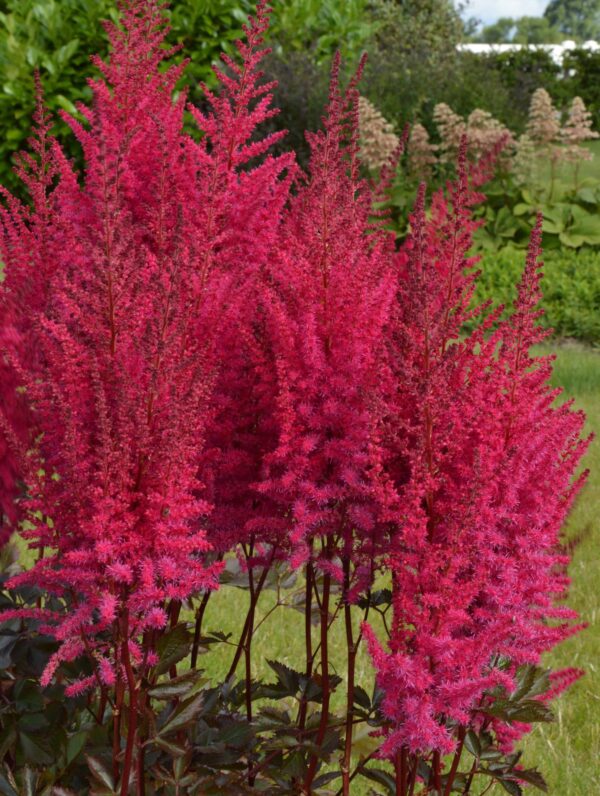 Astilbe Mighty Chocolate Cherry