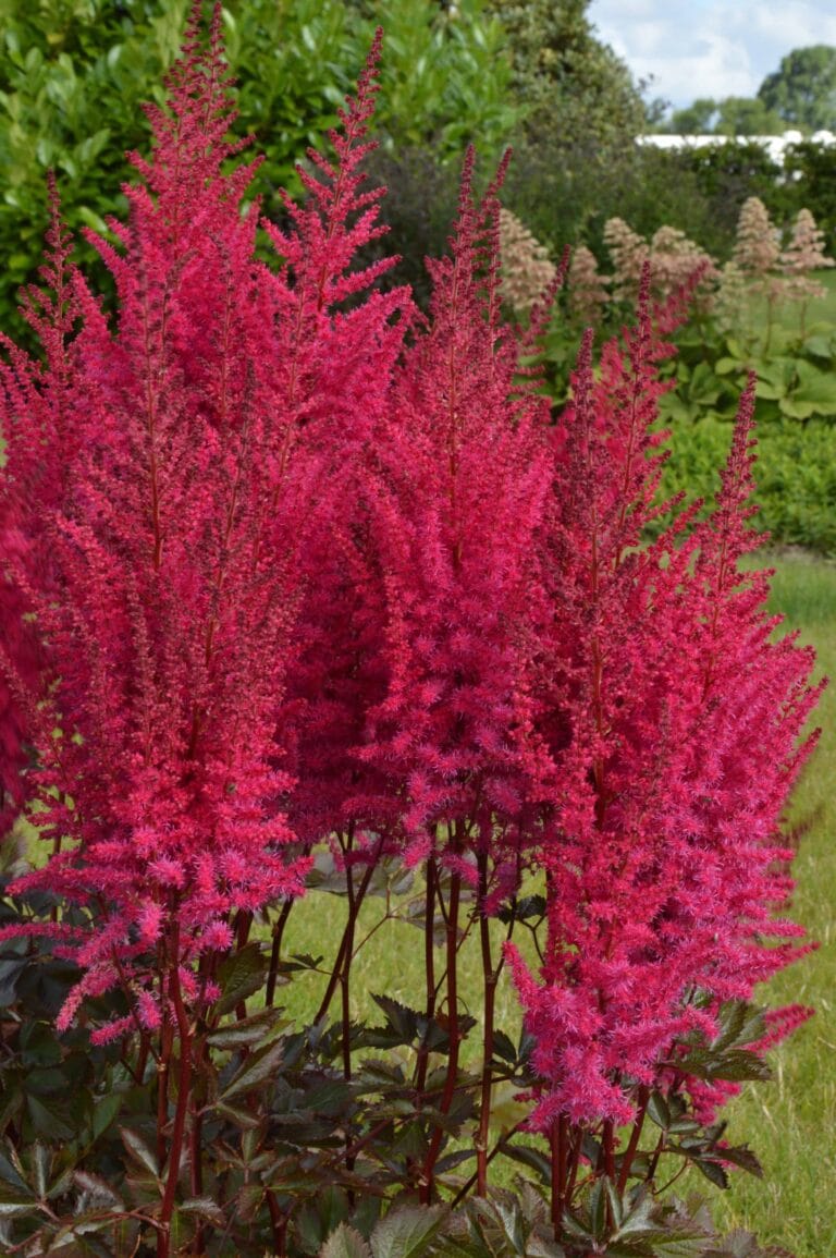 Astilbe Mighty Chocolate Cherry