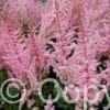 Astilbe Mighty Pip