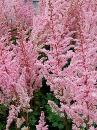 Astilbe  Mighty Pip