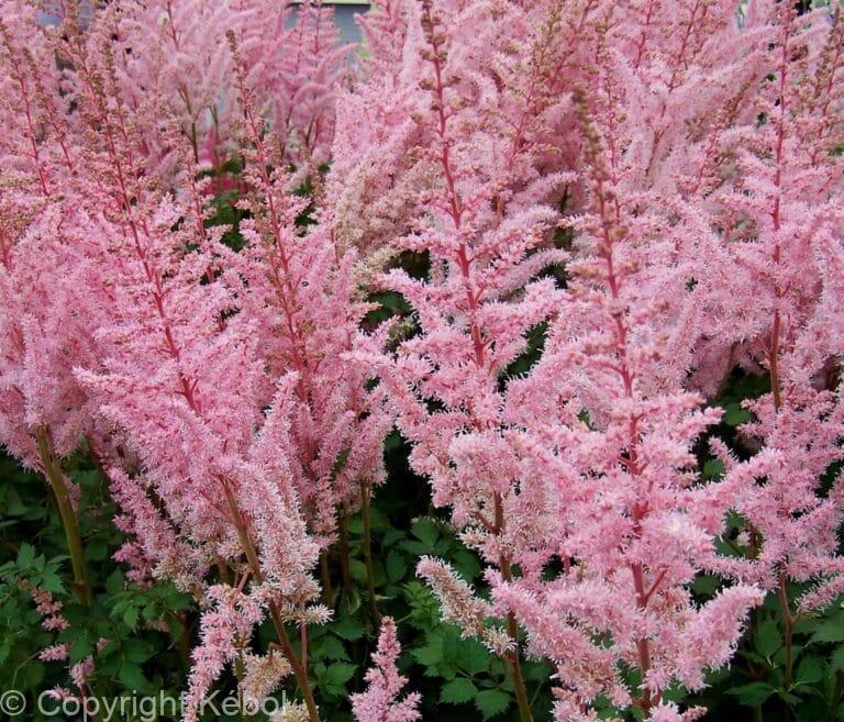 Astilbe Mighty Pip