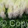 Astilbe Milk and Honey