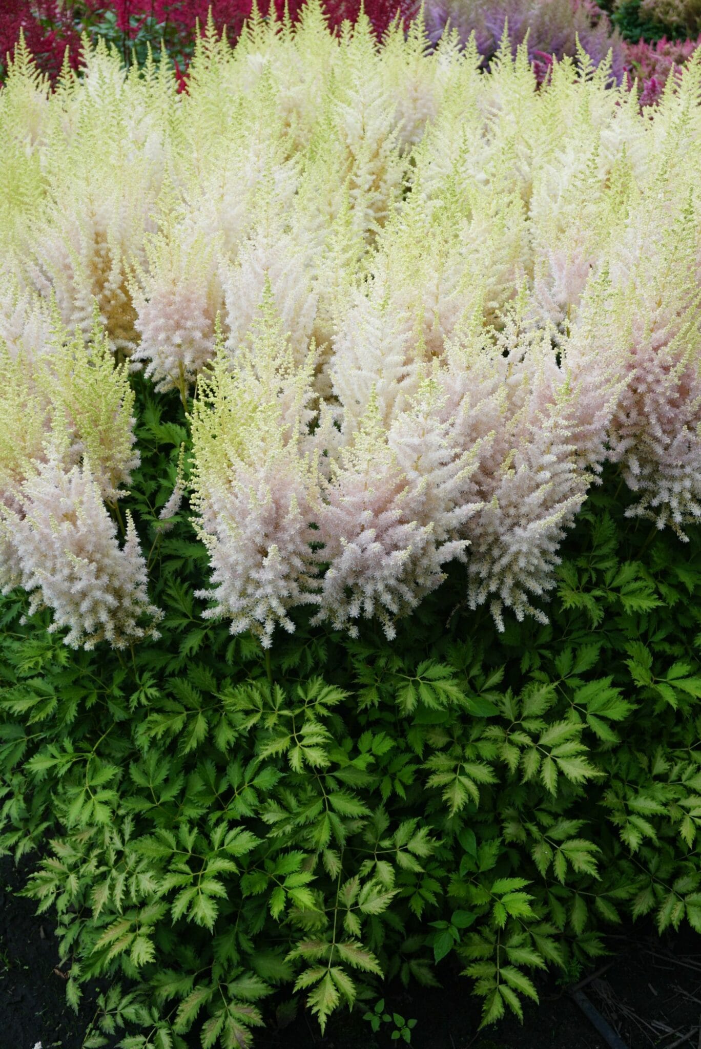 Astilbe Milk and Honey