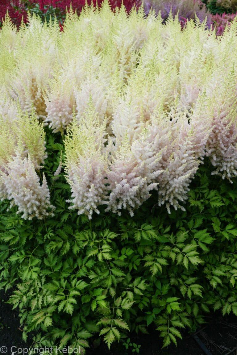 Astilbe Milk and Honey