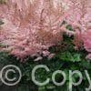 Astilbe Razzle Dazzle