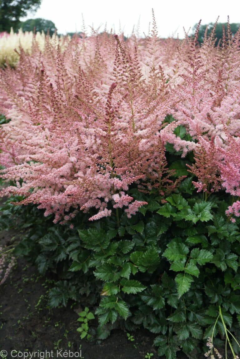Astilbe Razzle Dazzle