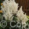 Astilbe Rock and Roll