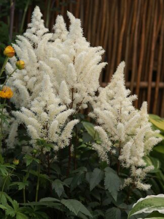 Astilbe Rock and Roll