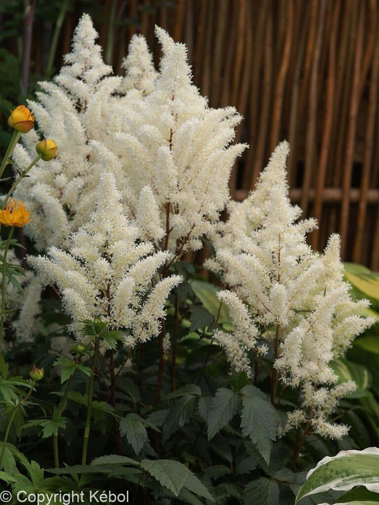 Astilbe Rock and Roll