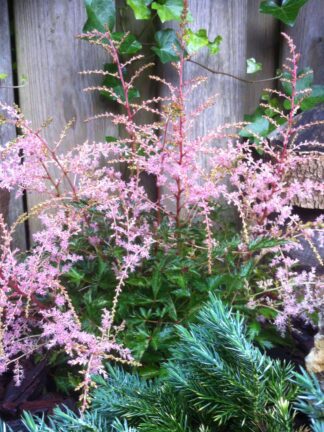 Astilbe Sprite