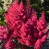 Astilbe Sunny Day