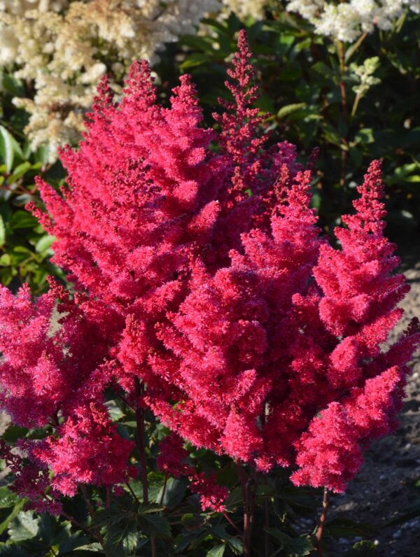 Astilbe Sunny Day