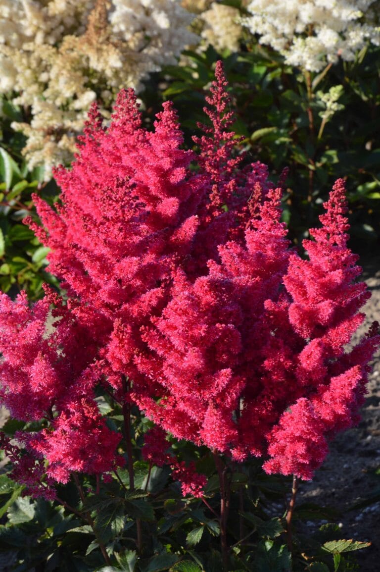 Astilbe Sunny Day