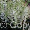 Astilbe Whiteberry