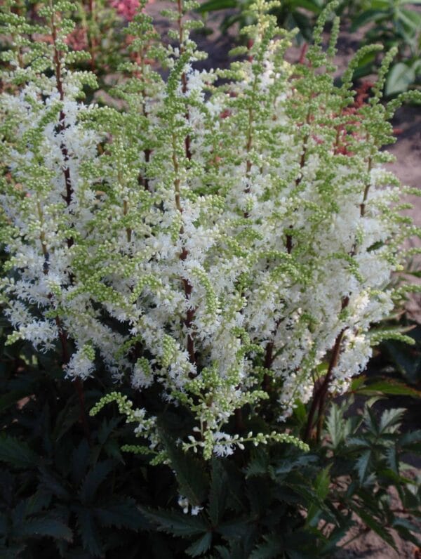 Astilbe Whiteberry - bag