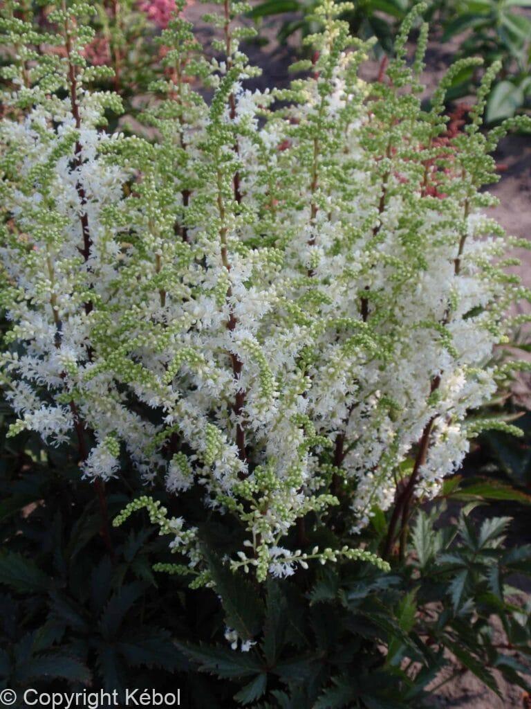 Astilbe Whiteberry