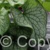 Brunnera Alexander's Great