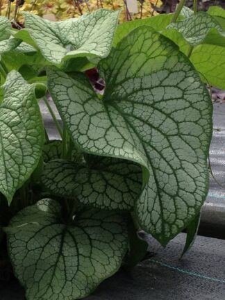 Brunnera Alexander's Great