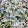 Brunnera Looking Glass