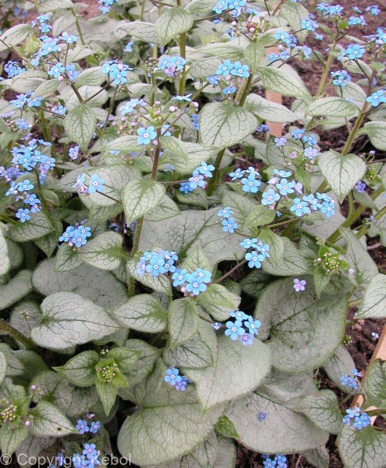 Brunnera Looking Glass