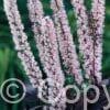 Cimicifuga Pink Spike