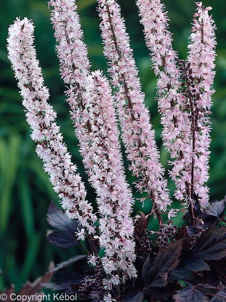 Cimicifuga Pink Spike