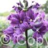 Clematis China Purple