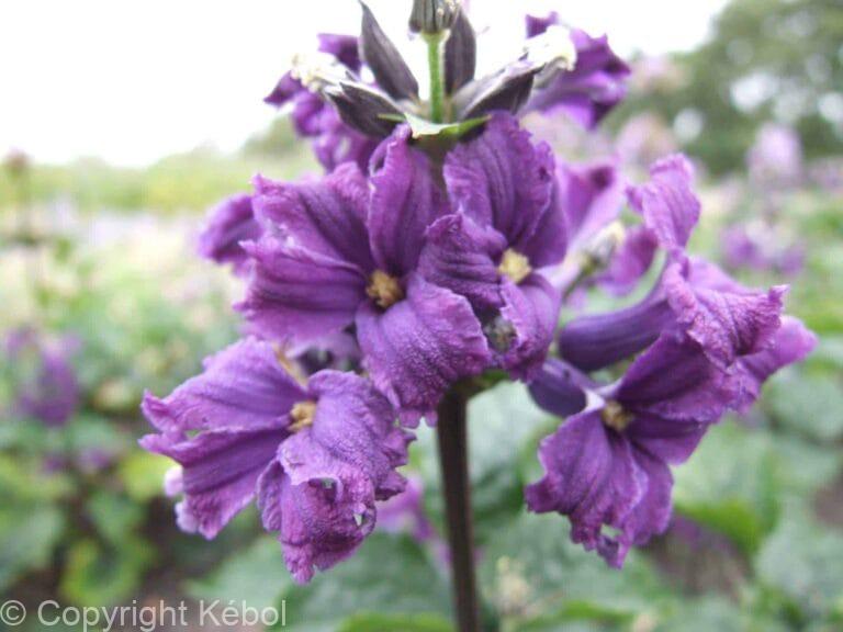 Clematis China Purple