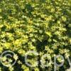 Coreopsis Moonbeam