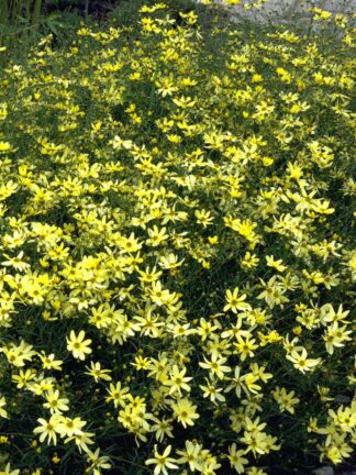 Coreopsis Moonbeam