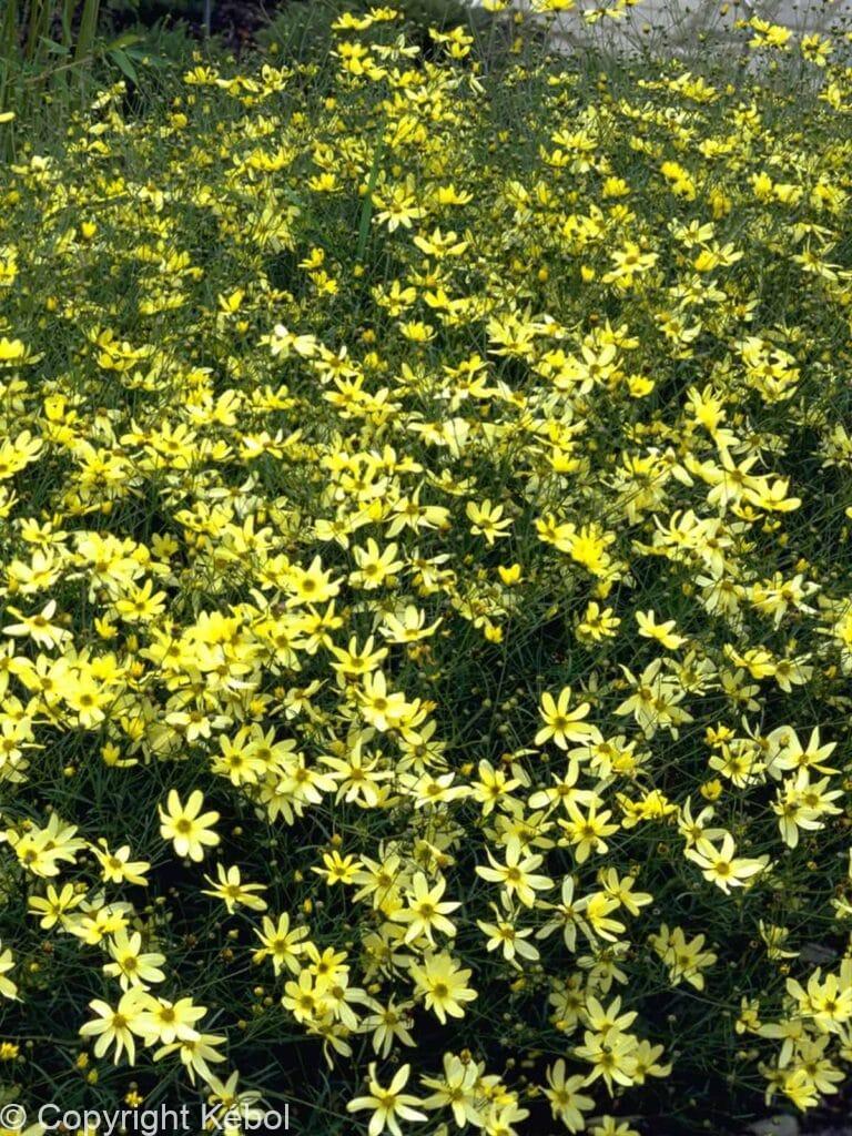 Coreopsis Moonbeam