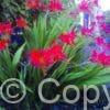 Crocosmia Lucifer