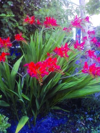 Crocosmia xcrocosmiiflora Lucifer  - bag