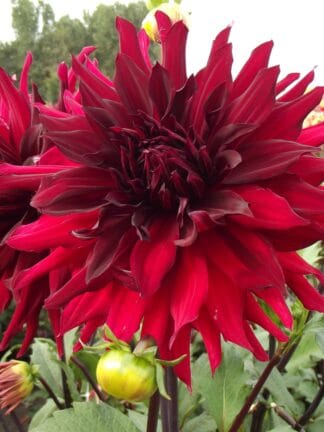 Dahlia hybrid Brigitta Alida  - bag