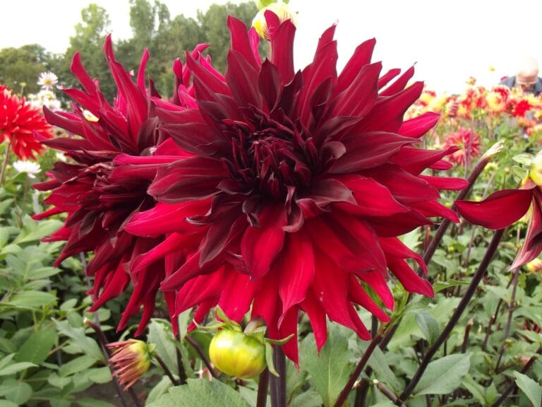 Dahlia Brigitta Alida