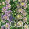 Delphinium Blueberry Pie