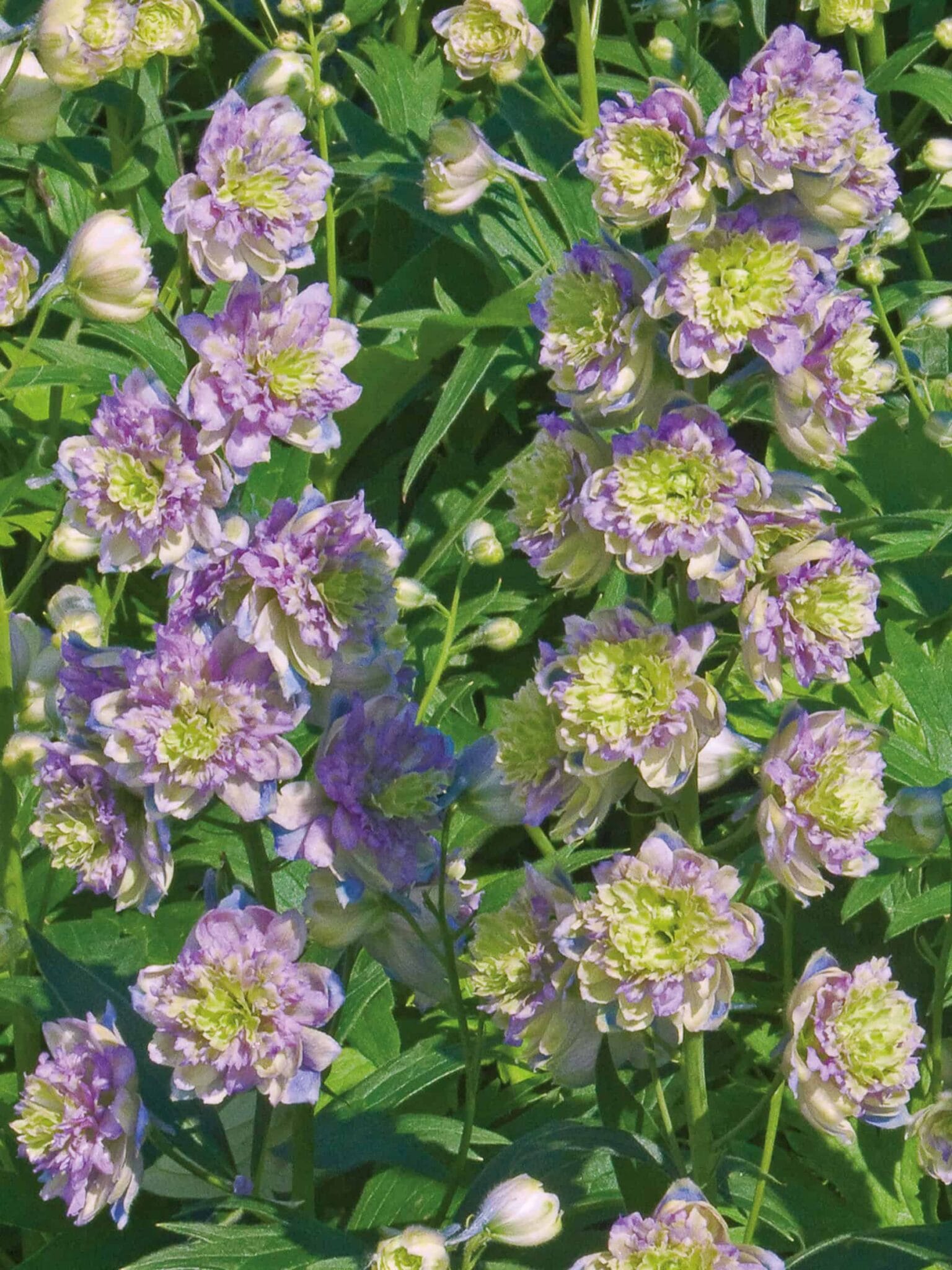 Delphinium Blueberry Pie