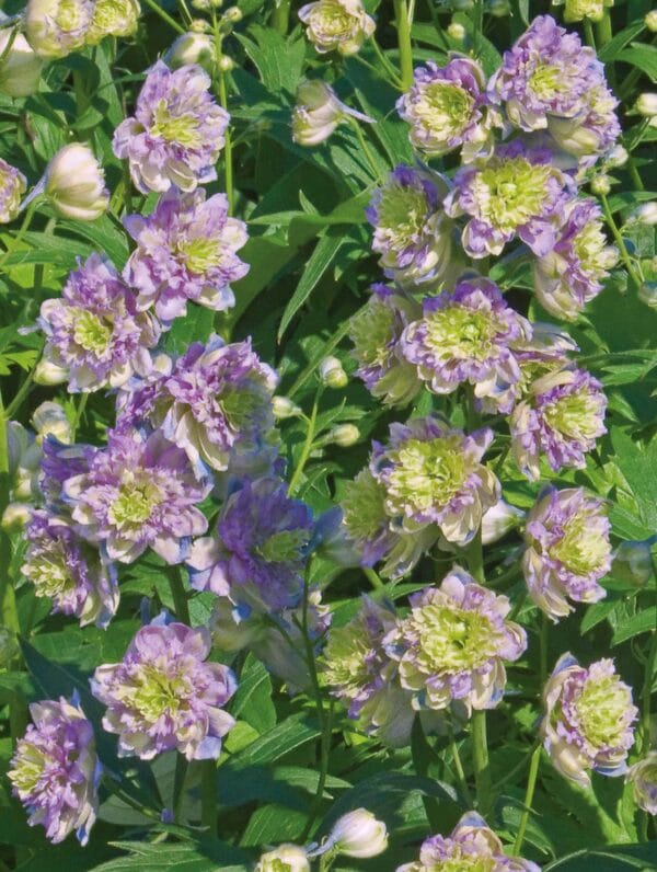 Delphinium Blueberry Pie - bag