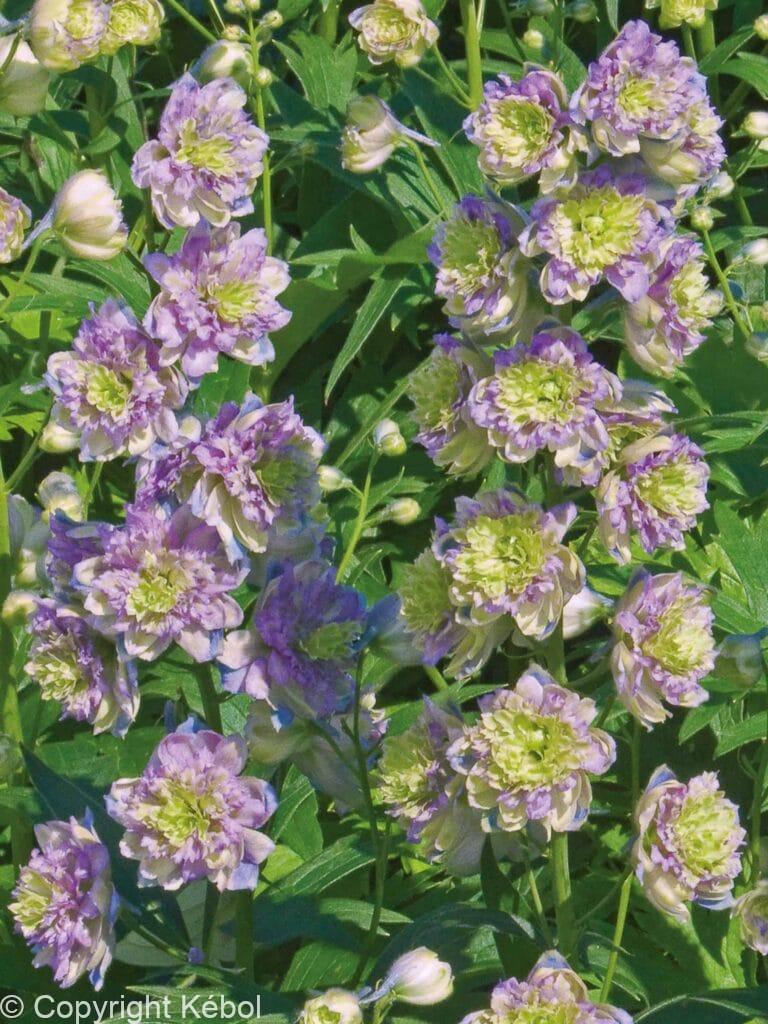 Delphinium Blueberry Pie