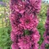 Delphinium Flamenco